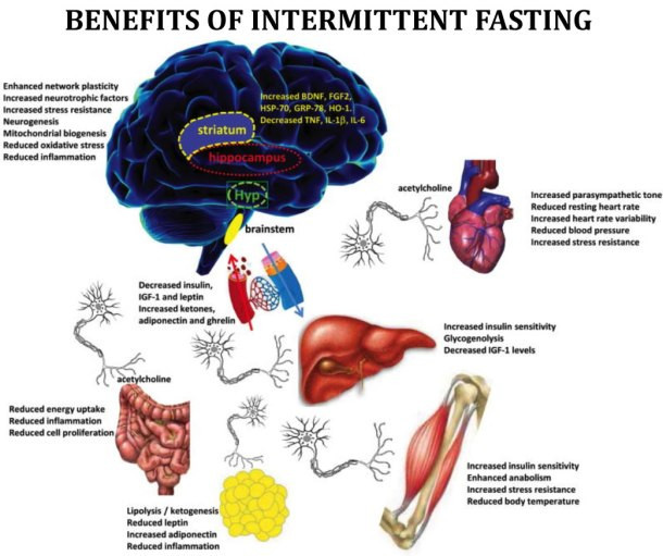 Benefits of intermittent fasting