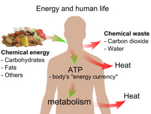 Food & Energy