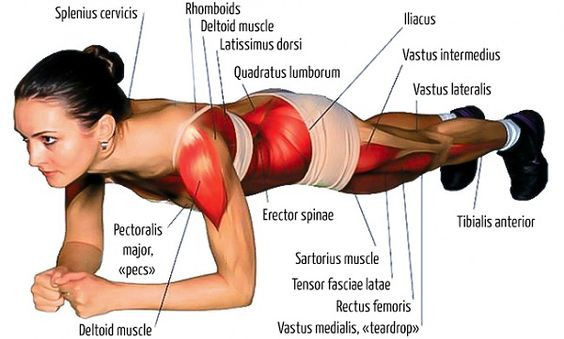 Muscles in Plank