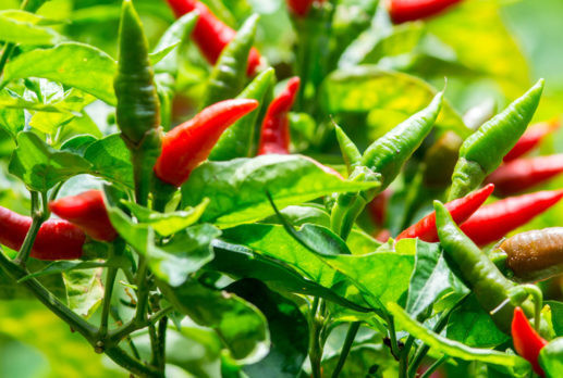 Cayenne Plant